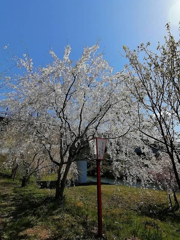 枝下桜 - Image 1