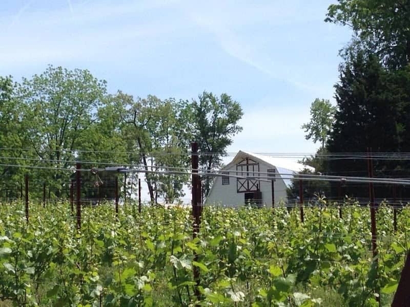 New Market Plains Vineyards - Image 2