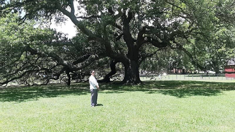 Emancipation Oak - Image 3