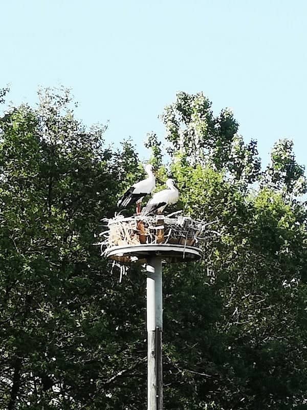 Storchennest - Image 1