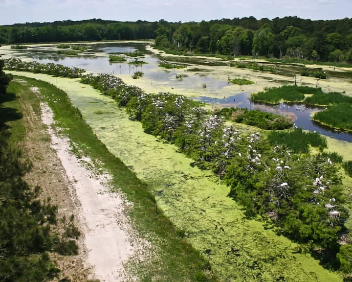 Harris Neck National Wildlife Refuge - Image 1