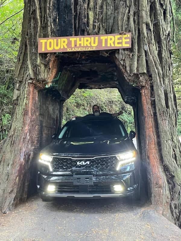 Klamath Tour Thru Tree - Image 2