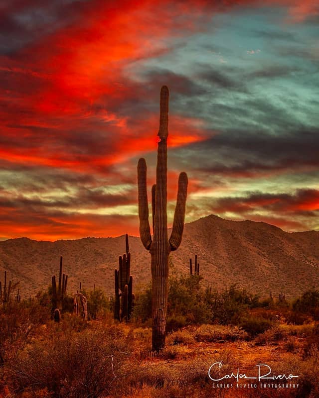 Saguaro National Park East - Image 1