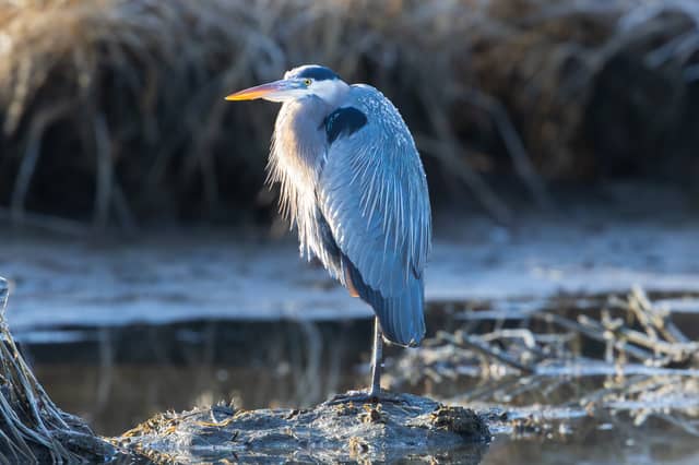 Fishing Creek Wetlands - Image 1