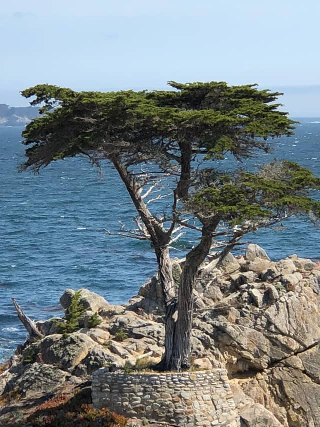 The Lone Cypress - Image 1