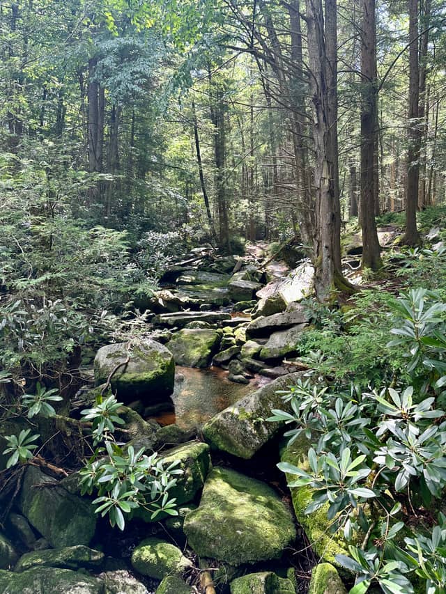 Eglon Forest Stream - Image 1