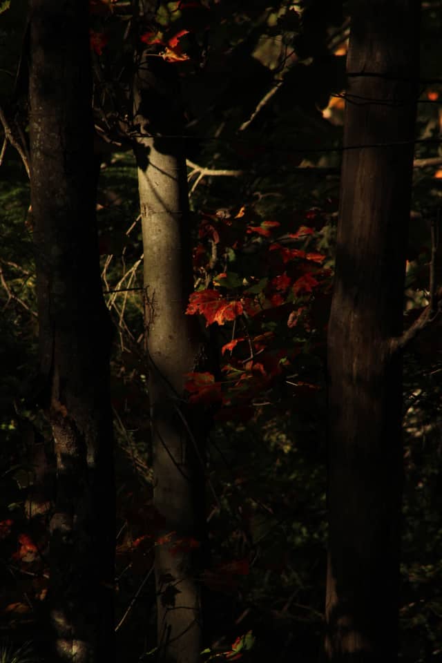 Saco Woodlands - Image 1