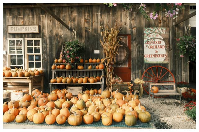DeFazio Orchard & Greenhouses - Image 1