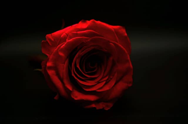 Indoor Macro Studio - Image 1