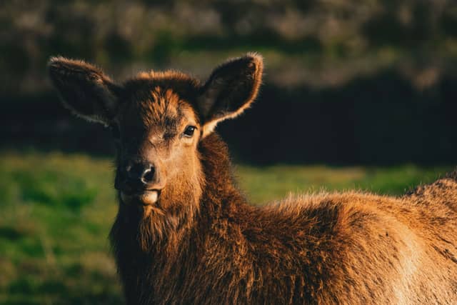 Dean Creek Elk Viewing Area - Image 1