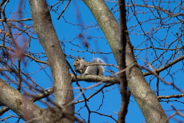 Urbana Neighborhood Wildlife - Image 1