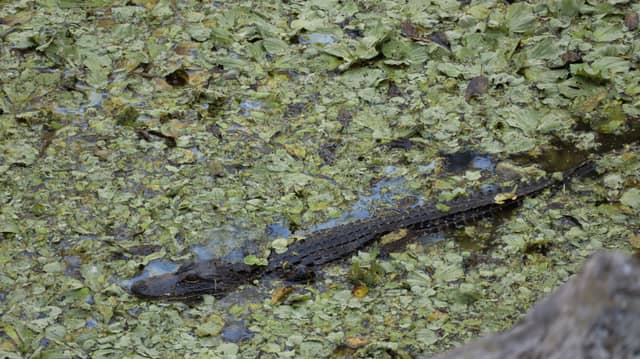 Lake Alice Wildlife Area - Image 1