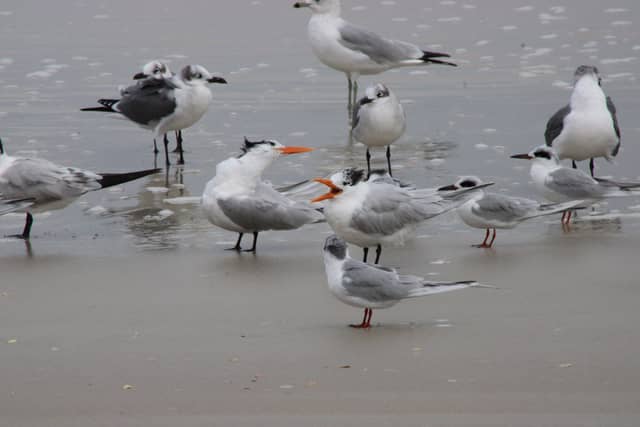 Palm Coast Beach Shoreline - Image 1