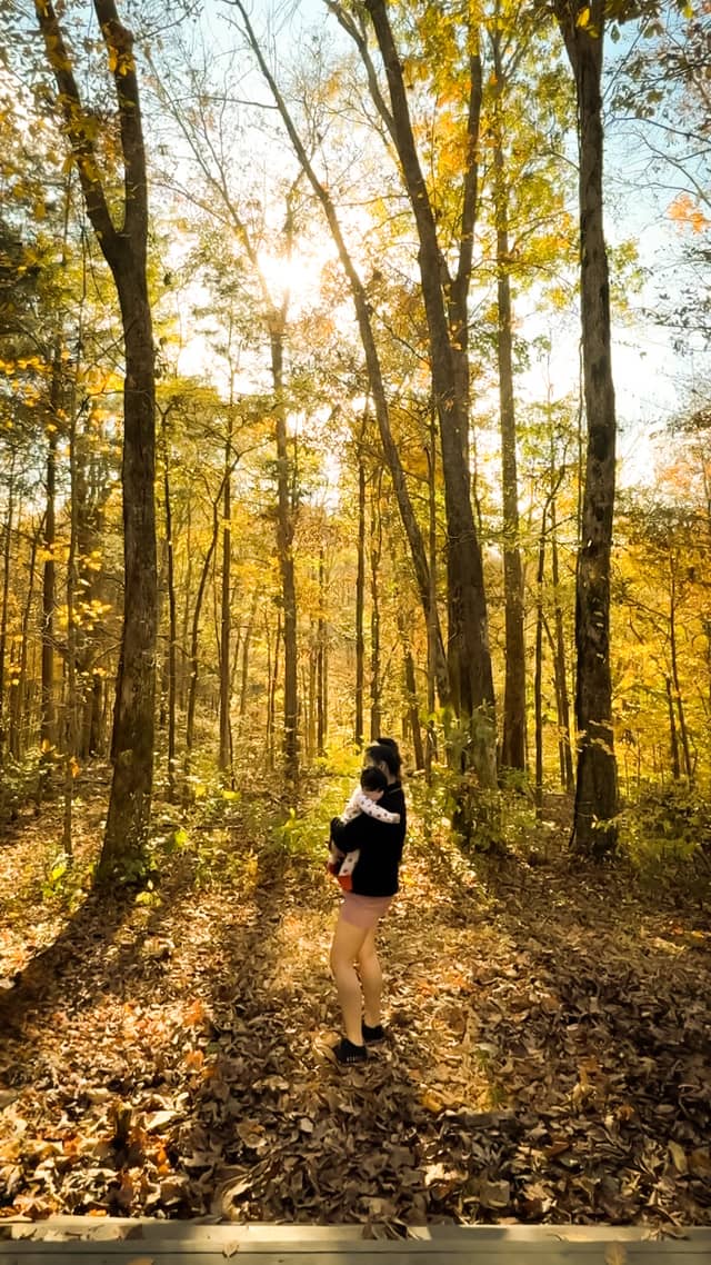 Goodlettsville Autumn Woods - Image 1