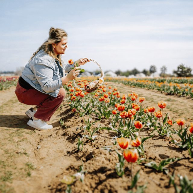 Texas Tulips - Image 1