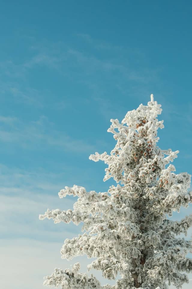 Santa Fe National Forest Winter Trail - Image 1