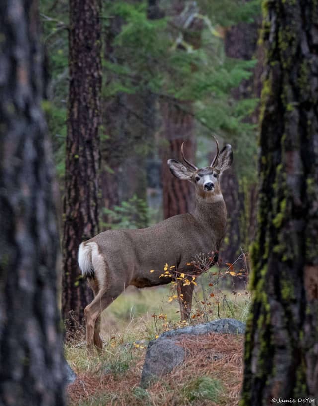 Okanogan-Wenatchee National Forest - Image 1