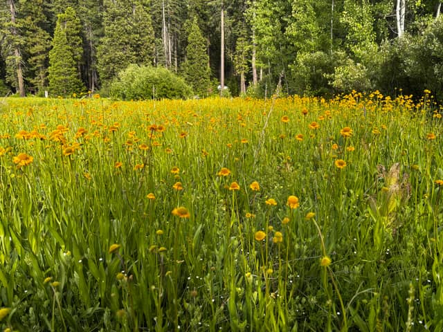 Stanislaus Alpine Wildflower Meadow - Image 1