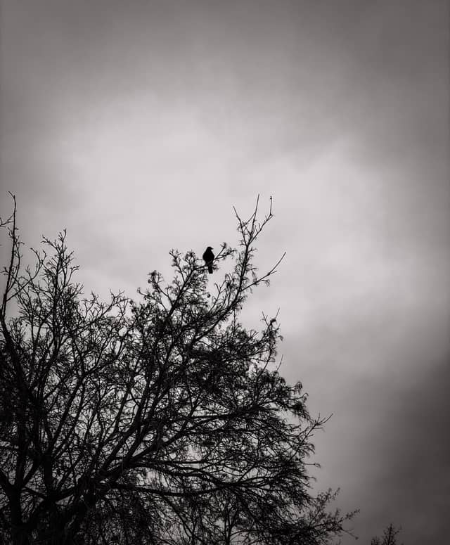 Caldwell Silhouette Tree - Image 1