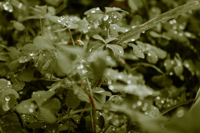 Boca Raton Coastal Garden - Image 1