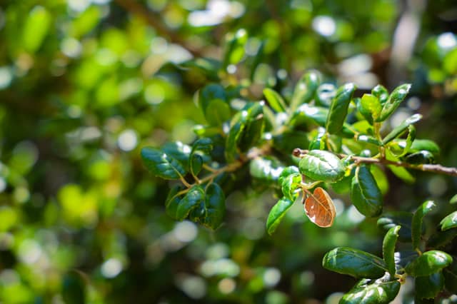 Chino Hills Garden Foliage - Image 1