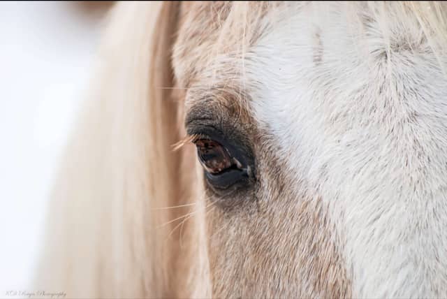 Northern Michigan Equestrian Farm - Image 1