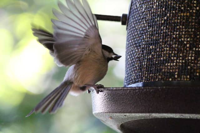 Tallahassee Garden Bird Sanctuary - Image 1