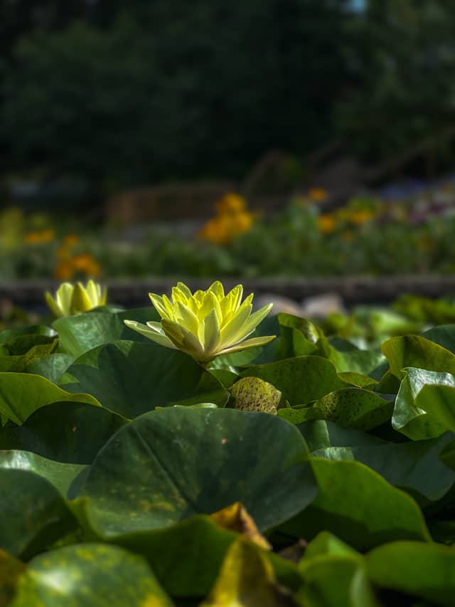 Sunken Gardens - Image 1
