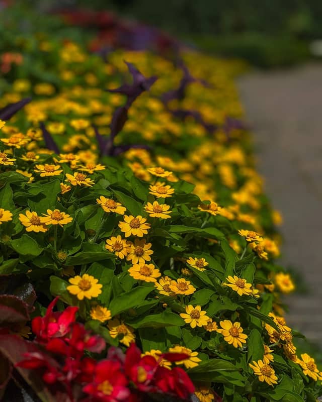 Sunken Gardens - Image 1