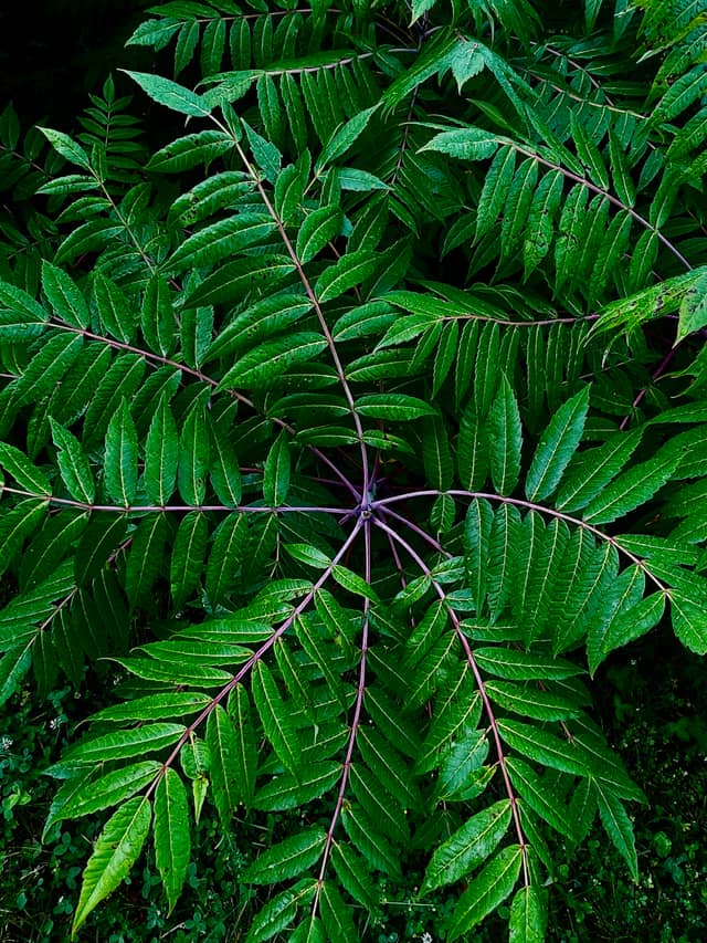 Naperville Botanical Textures - Image 1
