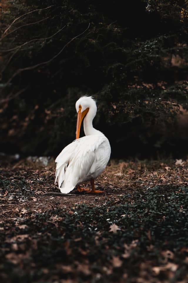 Caldwell Zoo - Image 1