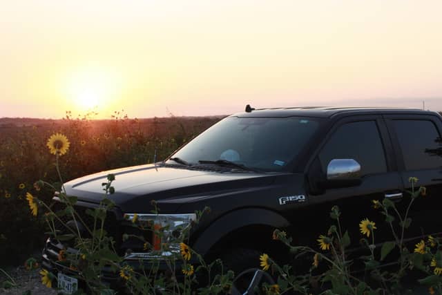 New Braunfels Sunflower Fields - Image 1