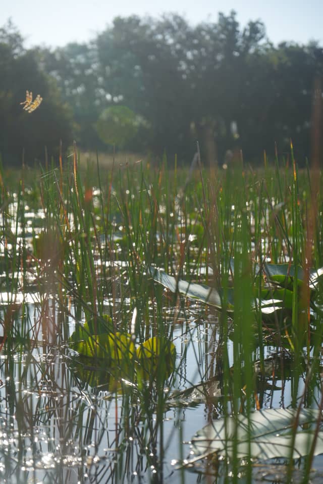 Southwest Ranches Wetlands - Image 1