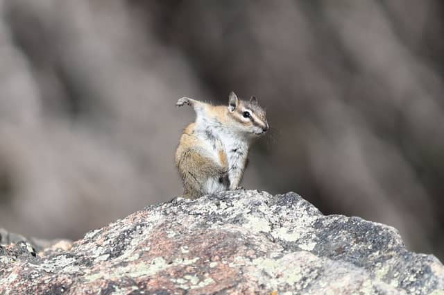 Rocky Mountain National Park - Image 1