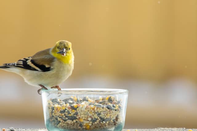 Linden Backyard Birding - Image 1