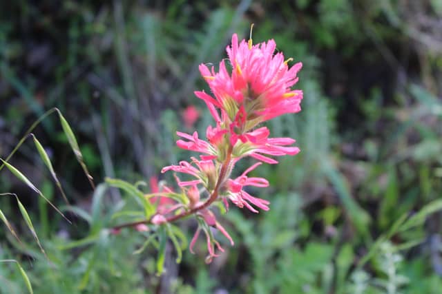 San Luis Obispo Foothills - Image 1