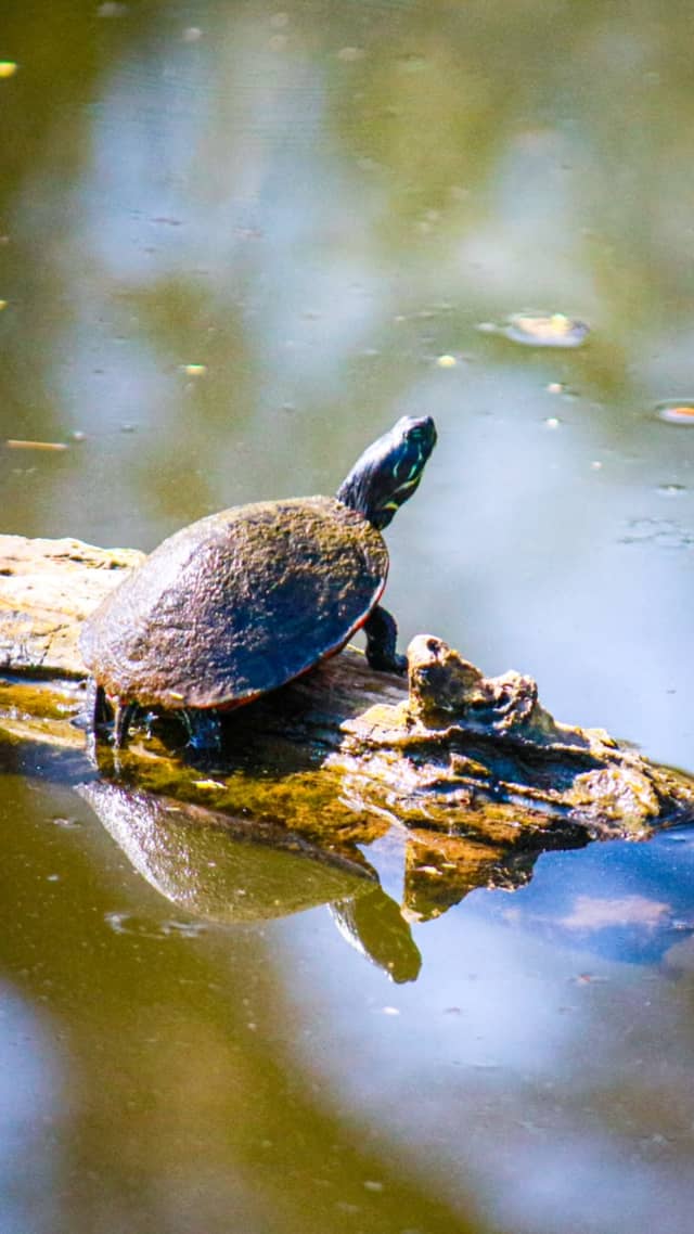 Delaware Canal State Park - Image 1