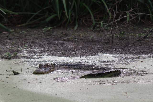 Armand Bayou Nature Center - Image 1