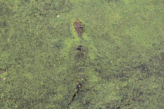 Armand Bayou Nature Center - Image 1