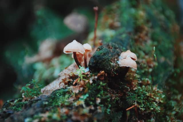 Quinault Rain Forest - Image 1