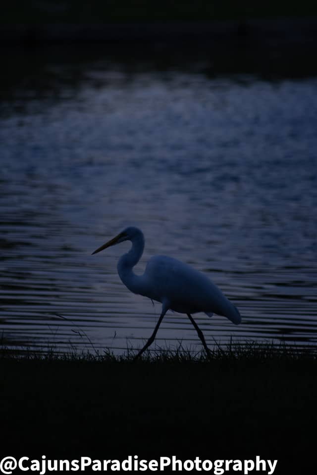 Ponchatoula Wetlands Edge - Image 1