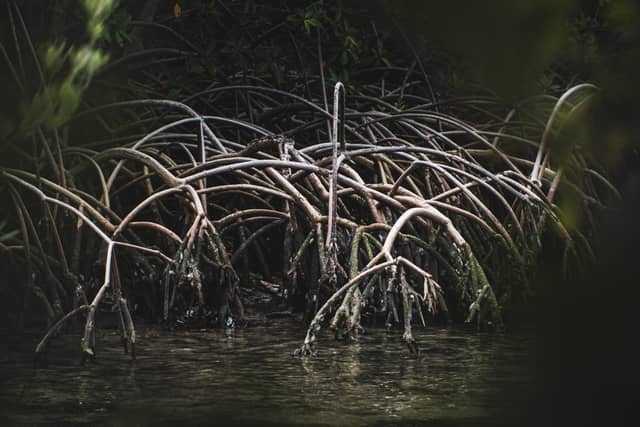 Whiskey Creek Mangroves - Image 1