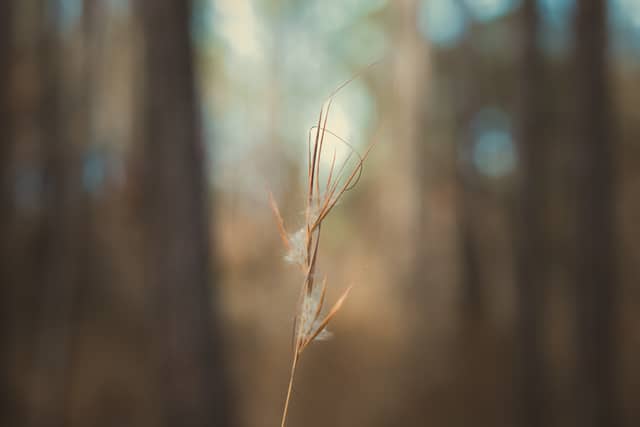 Dunnellon Woodland Trail - Image 1