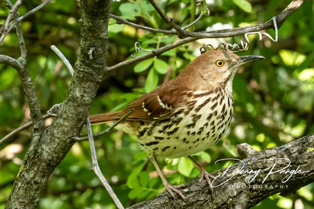 Kingsport Woodland Habitat - Image 1