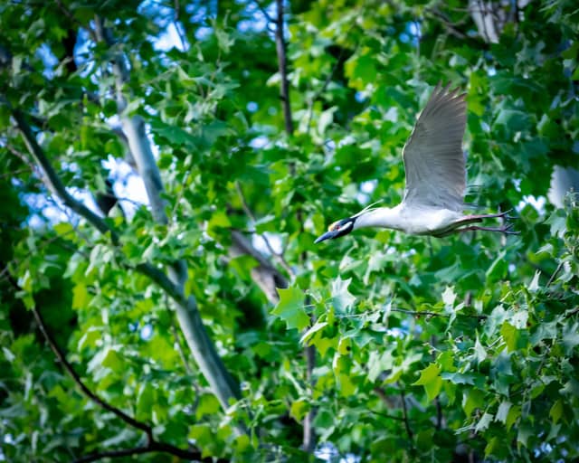 Kingsport Urban Nature Spot - Image 1