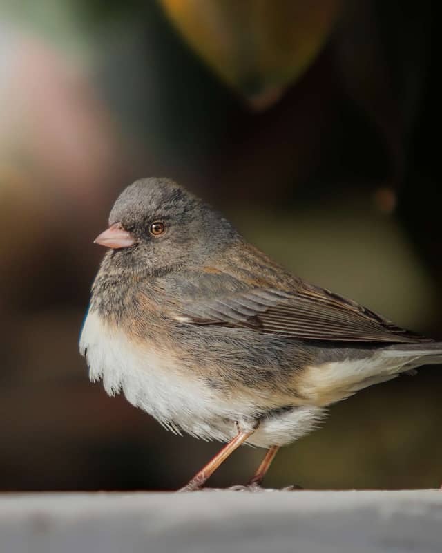 Frederick Birding Garden - Image 1