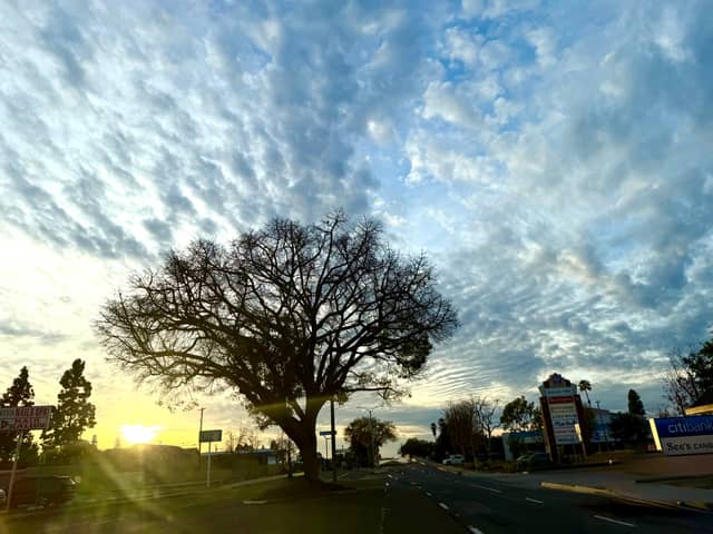 Chapman Avenue Sunset Tree - Image 1