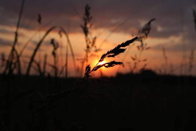 Northwood Prairie - Image 1