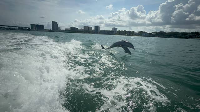 Clearwater Harbor Dolphin Watching - Image 1