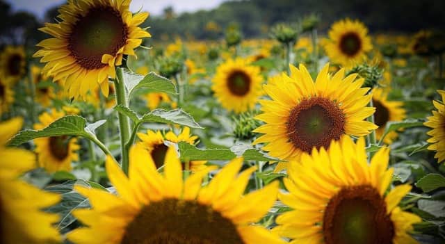 Waxahachie Sunflower Fields - Image 1